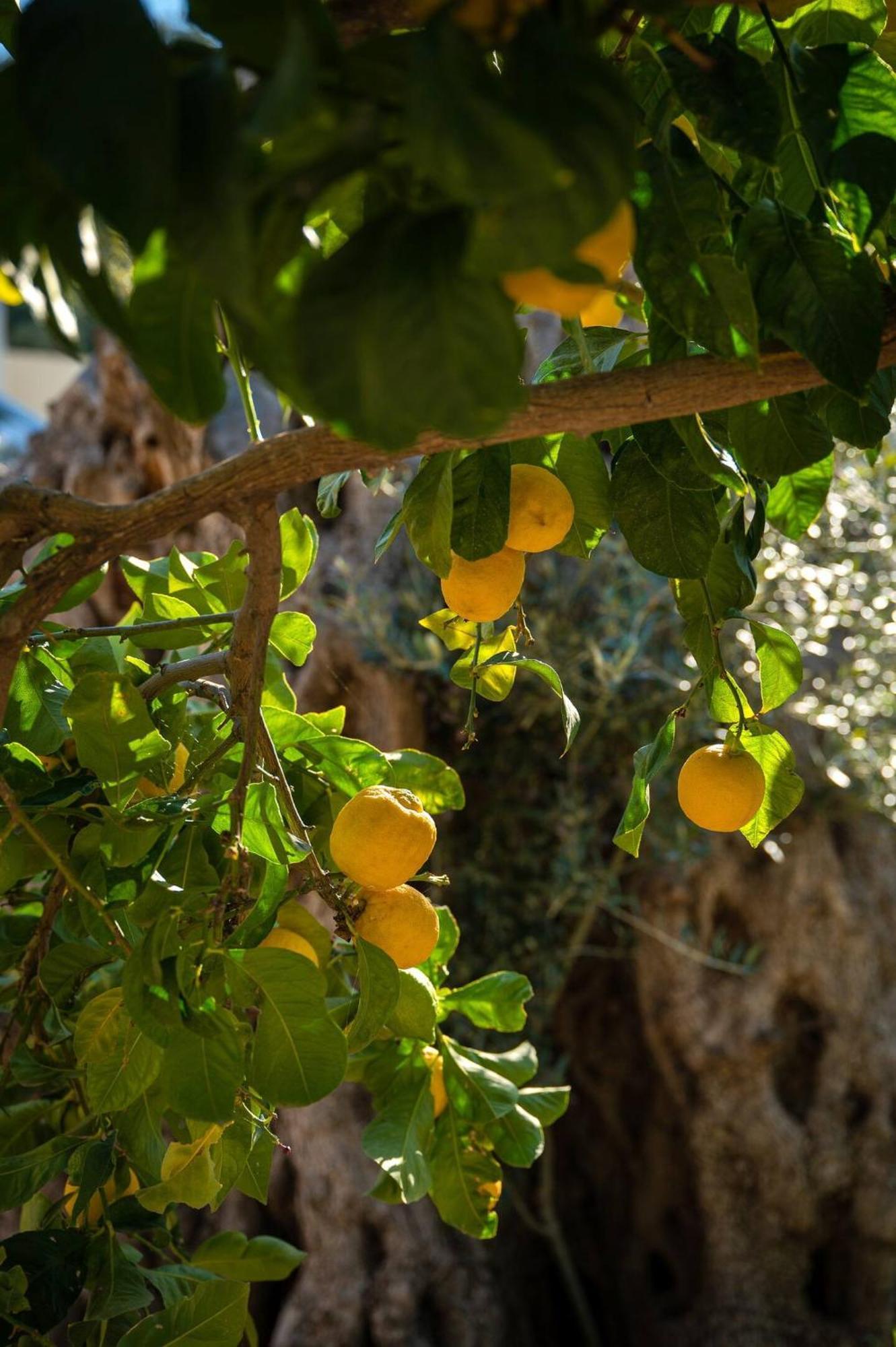 Physis Country House Near Matala Beach & Faistos Kouses Luaran gambar