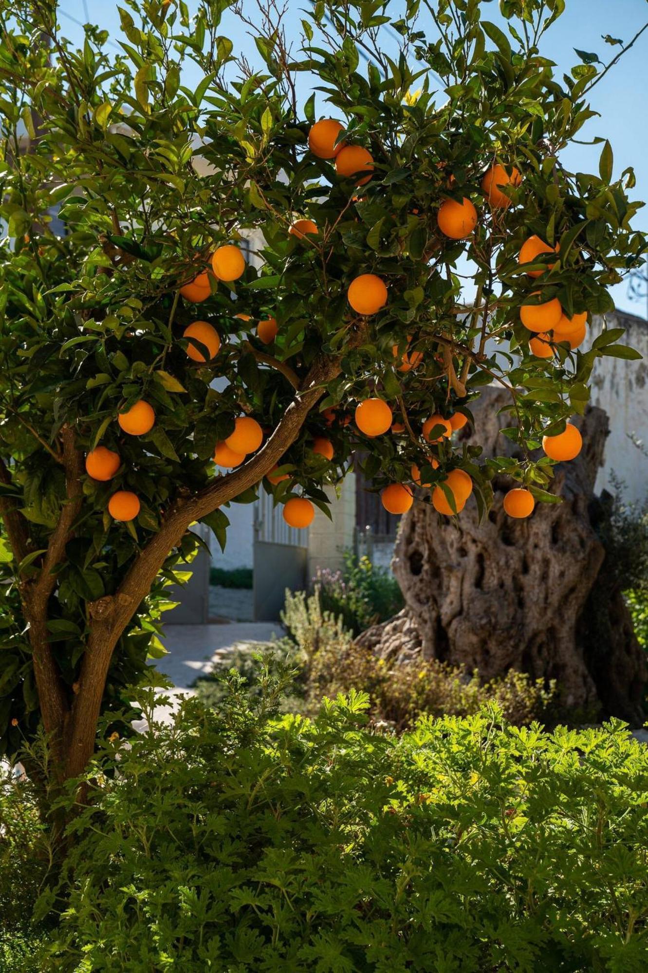 Physis Country House Near Matala Beach & Faistos Kouses Luaran gambar